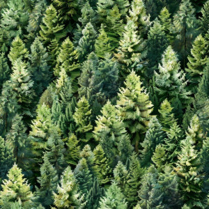 Fenyőerdős tapéta nappaliba, hálóba