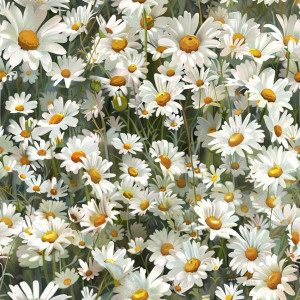 Kamillás tapéta nappaliba, hálóba