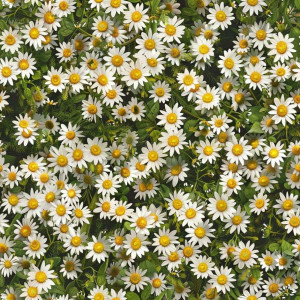 Kamilla virág mintás tapéta nappaliba, hálóba