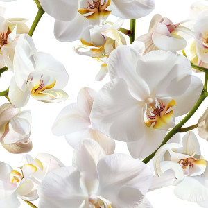 Fehér Orchidea tapéta nappaliba, hálóba