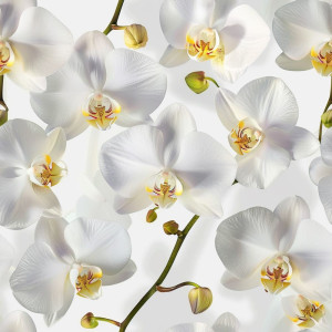 Fehér Orchidea virágos tapéta nappaliba, hálóba