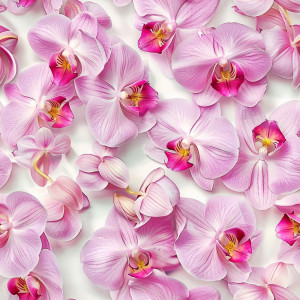 Rózsaszín Orchideás tapéta nappaliba, hálóba Rózsaszín Orchideás tapéta nappaliba, hálóba